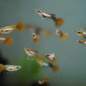 Pez Guppy en un acuario de agua dulce