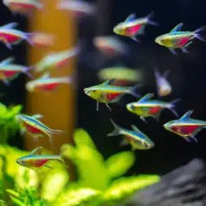 Pez Tetra Neon en una pecera