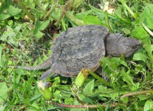 Tortuga mordedora común (Chelydra serpentina)