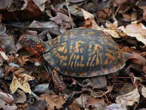 Tortuga de caja (Terrapene carolina)