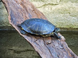 Tortuga pintada (Chrysemys picta)