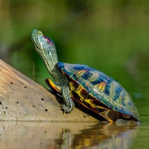 Tortuga de orejas rojas (Trachemys scripta elegans)