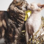 Gatos besandose - Mascotas