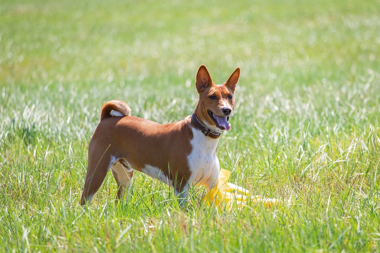 Perro raza Basenji