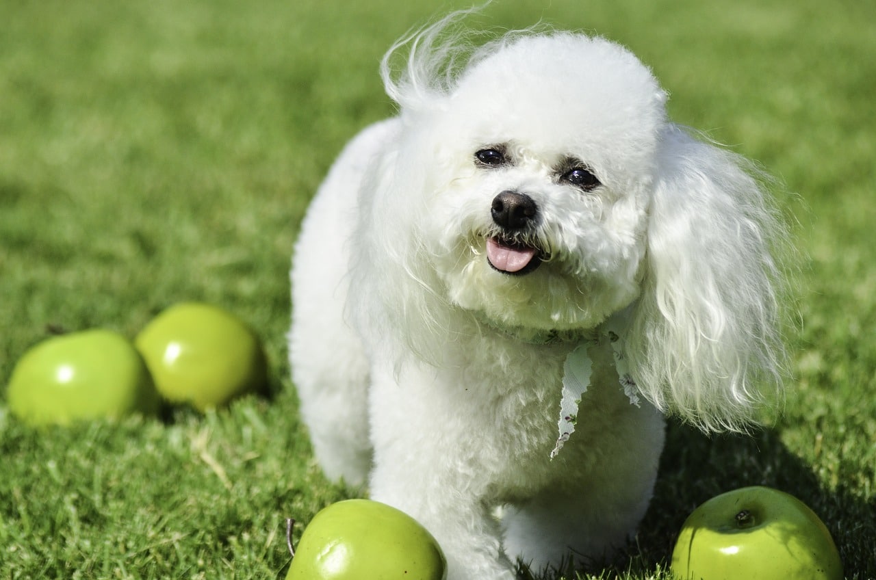 Perro raza Bichón Frisé