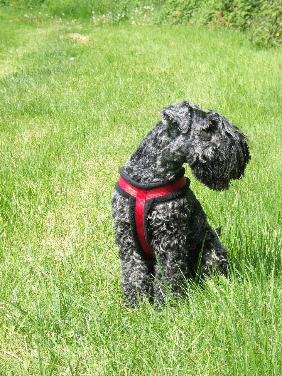 Perro raza Kerry Blue Terrier