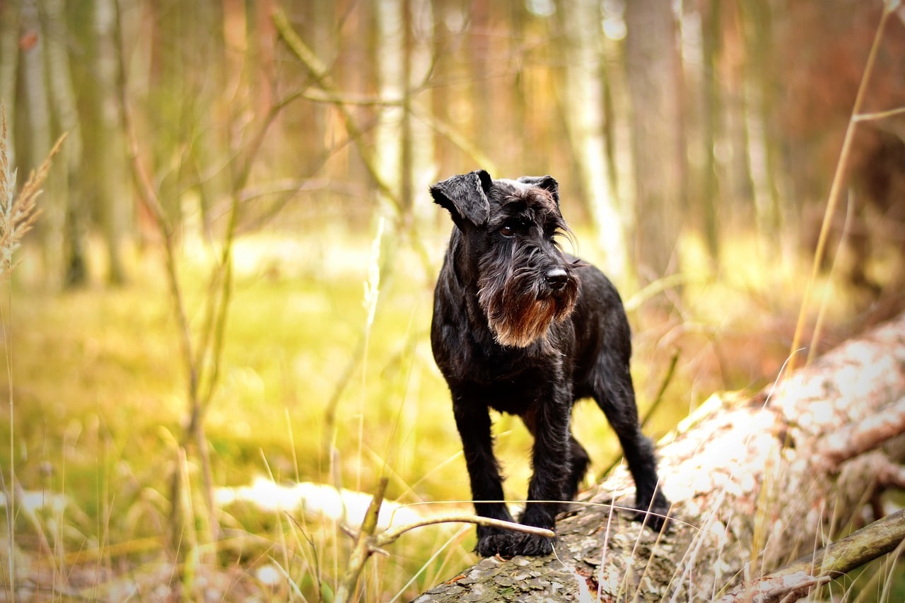 Perro raza Schnauzer