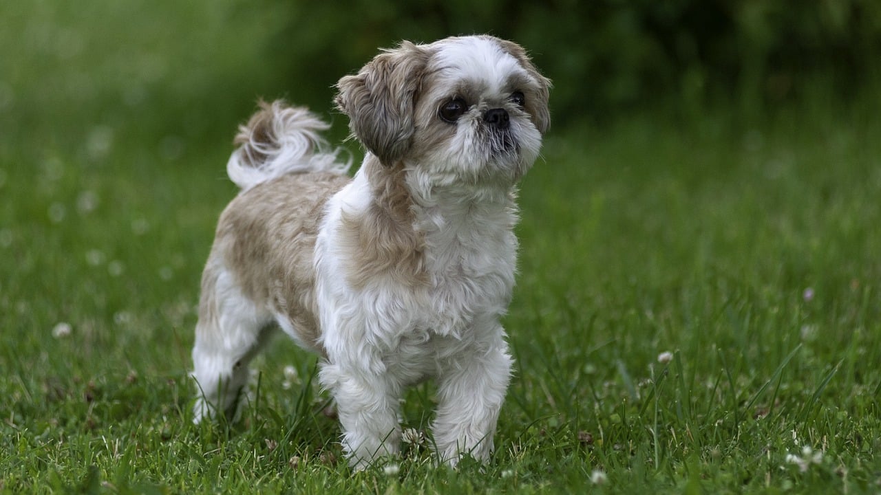 Perro raza Shih Tzu