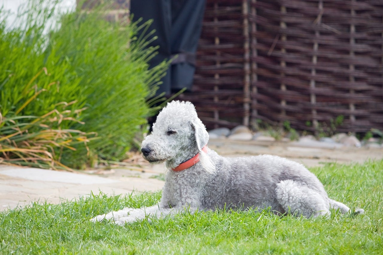 Perro raza bedlington terrier