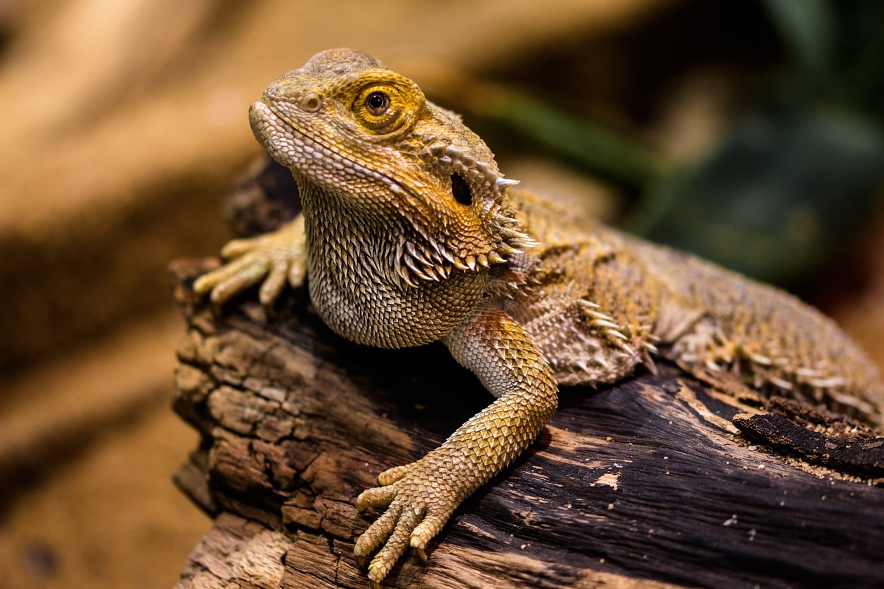 dragon barbudo en un tronco descansando