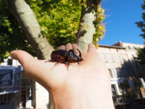 escarabajo rinoceronte en la mano, manejo con cuidado