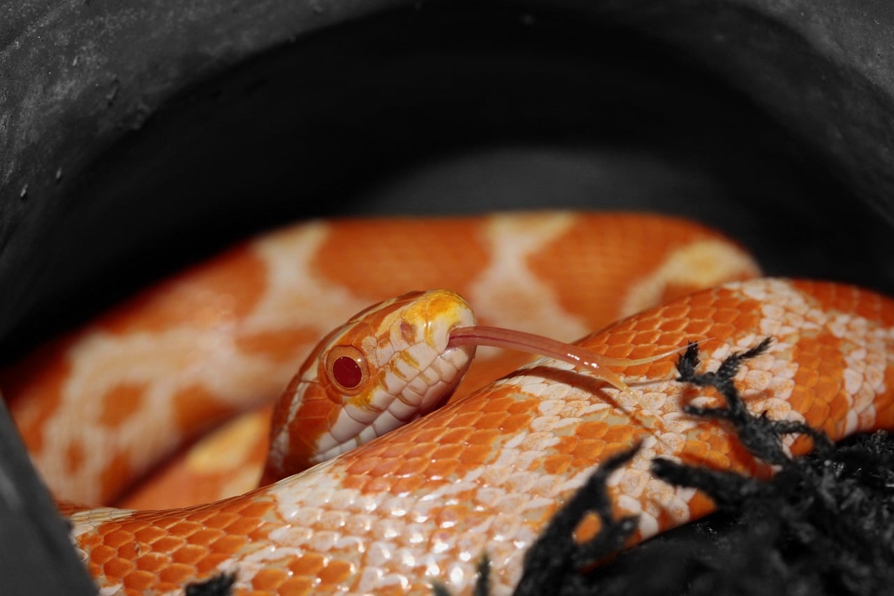 serpiente de maiz mostrando su lengua