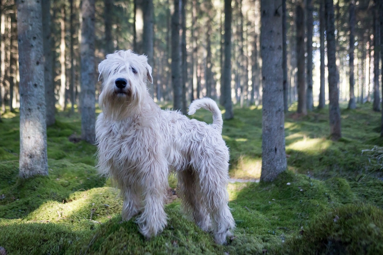 Perro raza soft coated wheaten terrier