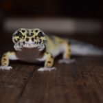 Gecko leopardo mirando de frente