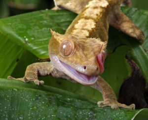 gecko crestado