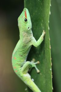 gecko de madagascar