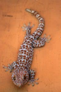 gecko tokay