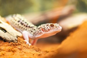 gecko leopardo