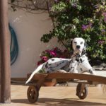 perro relajado en una hamaca