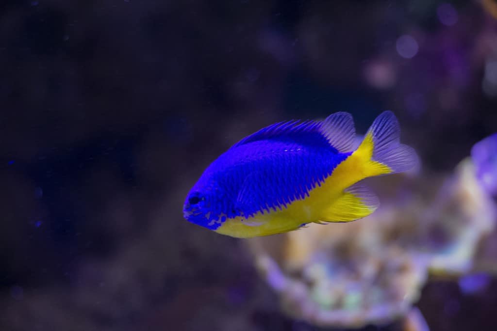 Pez damisela azul en un acuario marino