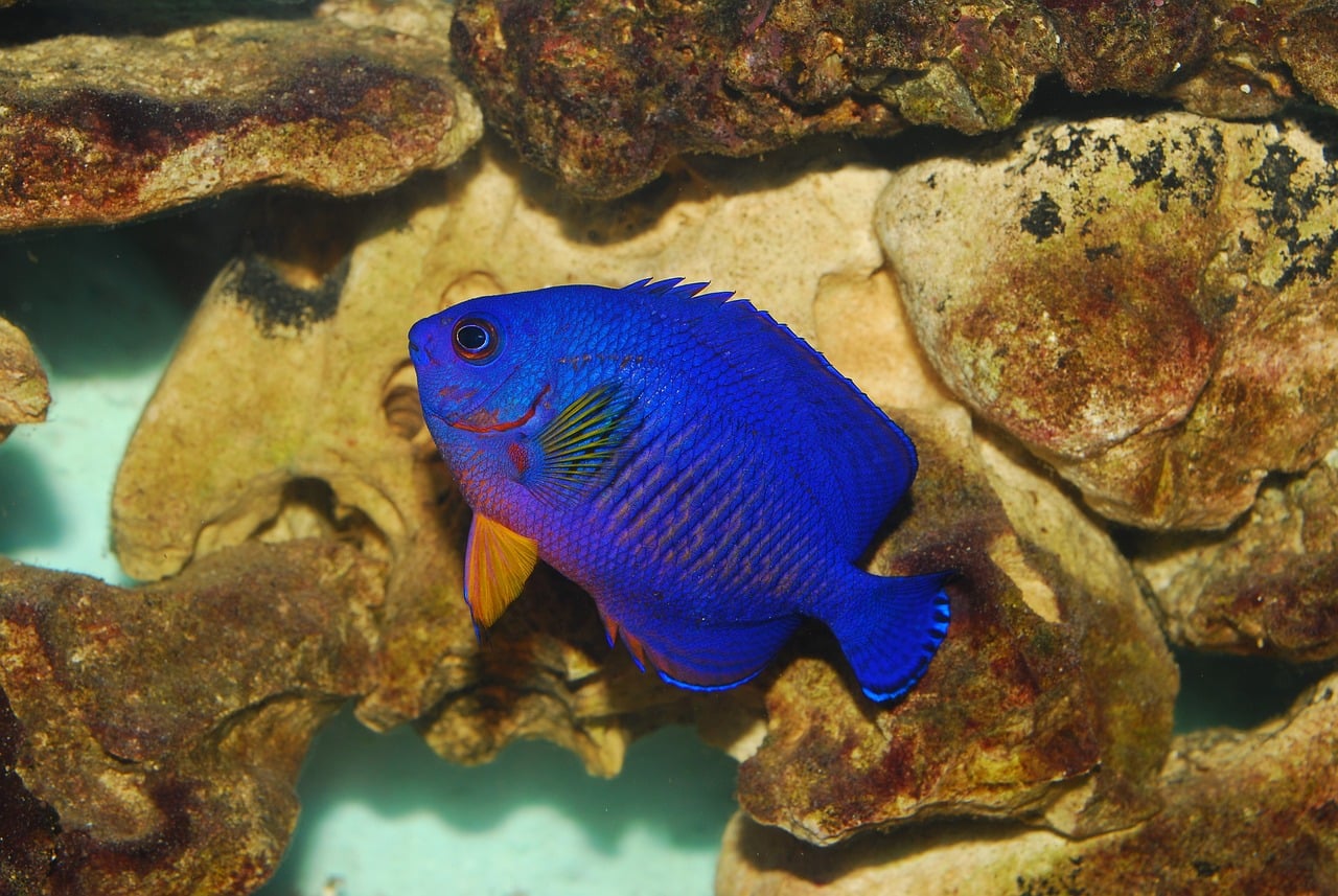 Pez ángel enano nadando en un acuario marino