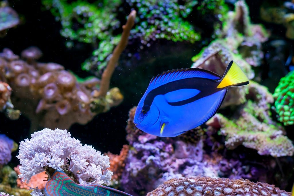 Pez cirujano azul en un acuario marino