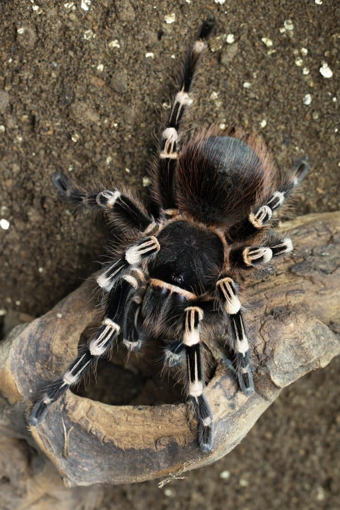 Tarántula geniculata brasileña (Acanthoscurria geniculata)