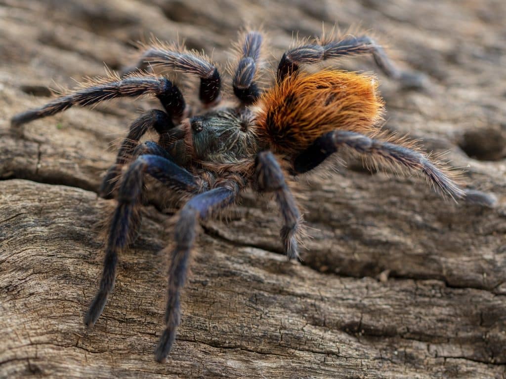 Tarántula verde botella azul (Chromatopelma cyaneopubescens)