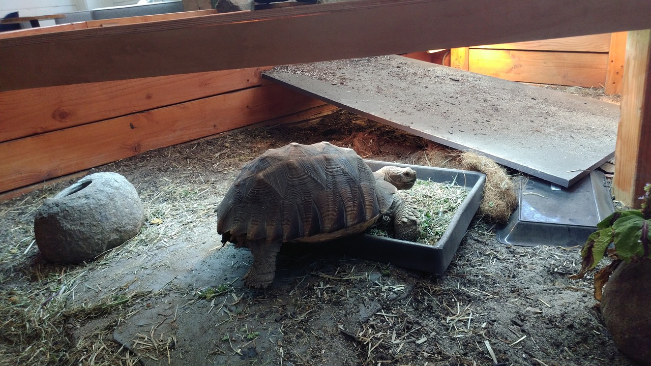 Cómo Configurar Un Terrario Para Tortugas Terrestres - Cuidados Para Tu ...