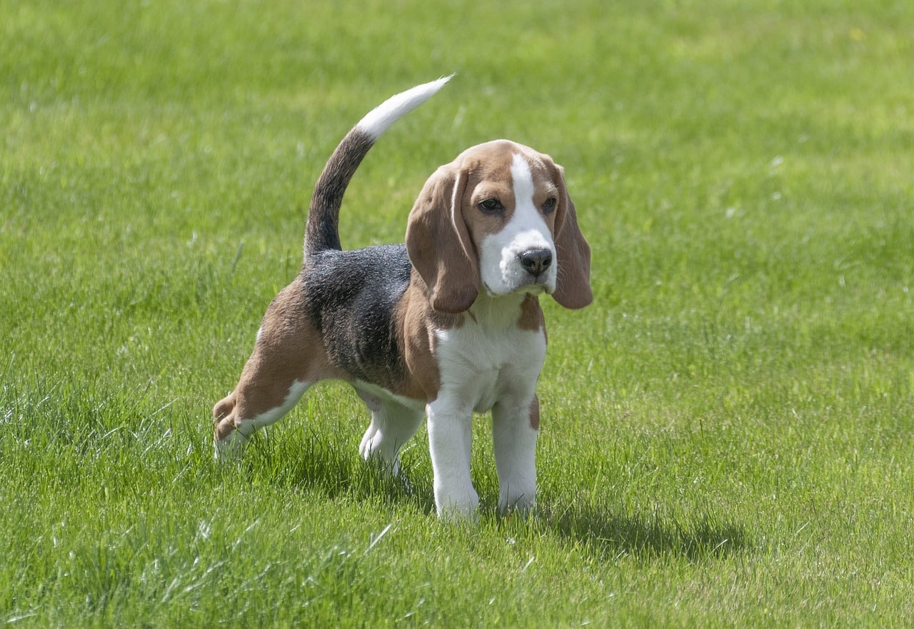 Beagle mirando atentamente a la cámara