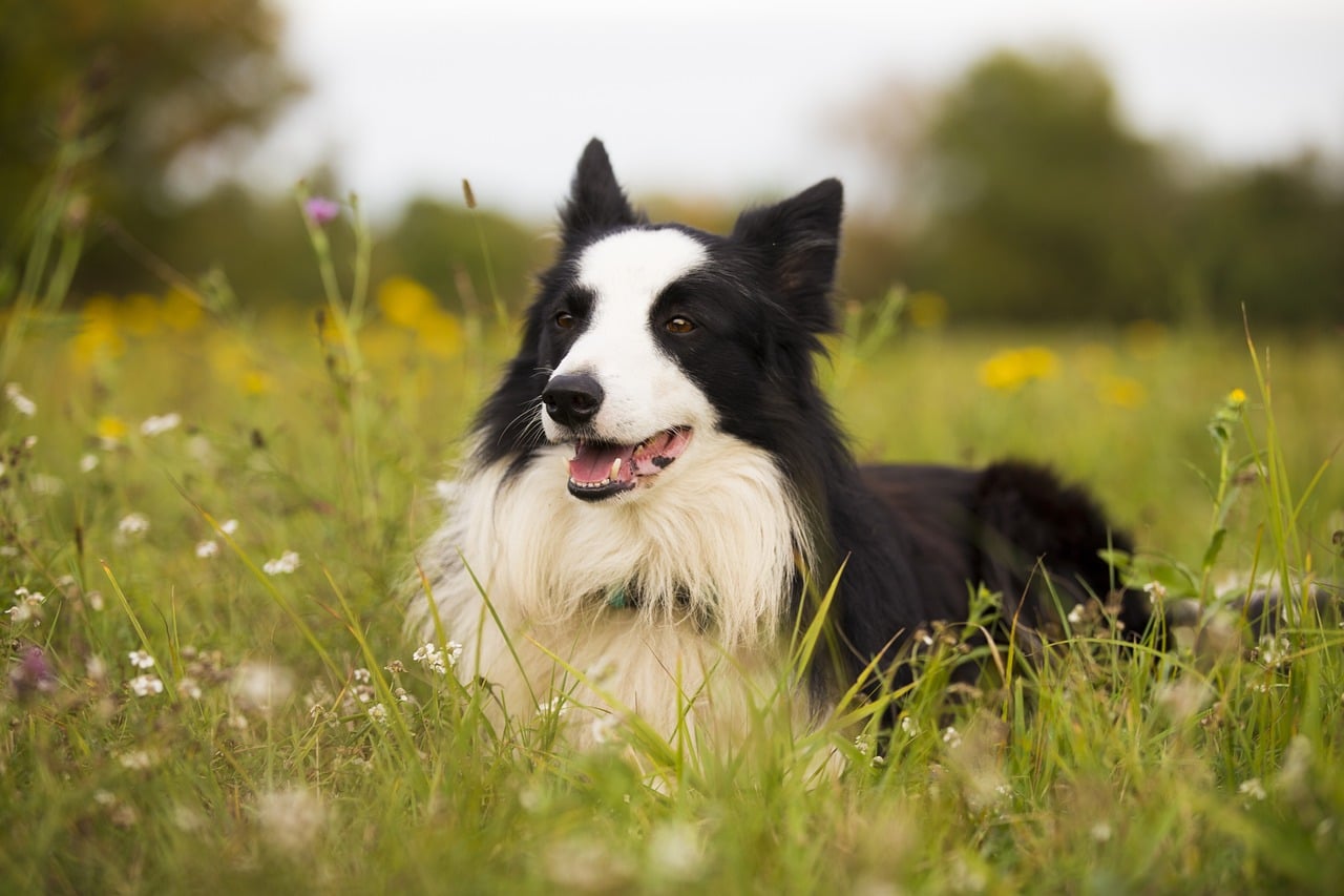 Border Collie posando con atención