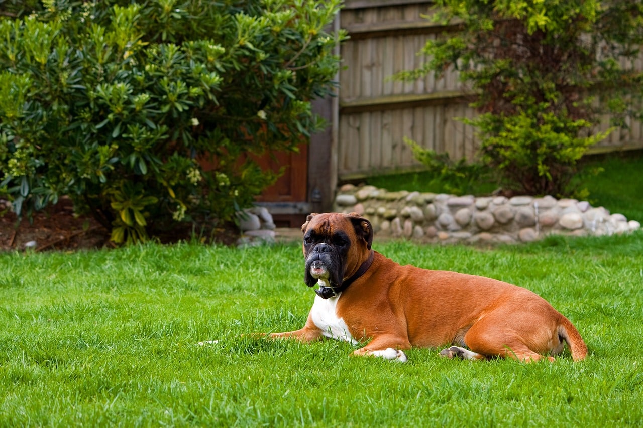 Boxer mirando con atención