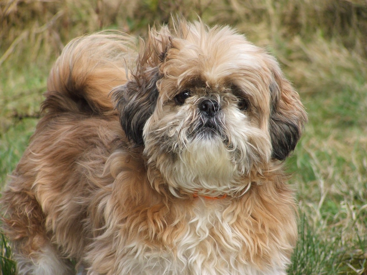 Retrato de un Shih Tzu