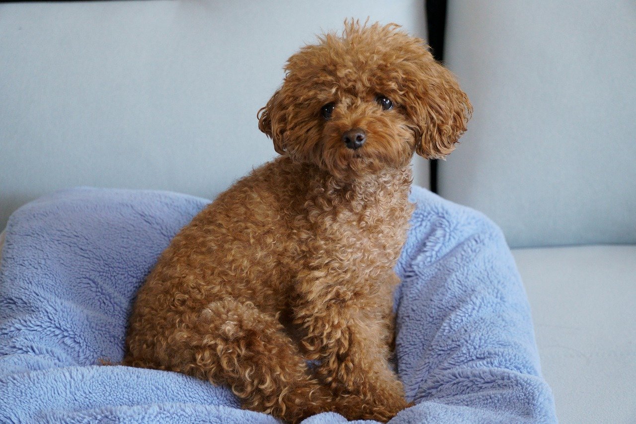 Retrato de un Poodle o Caniche