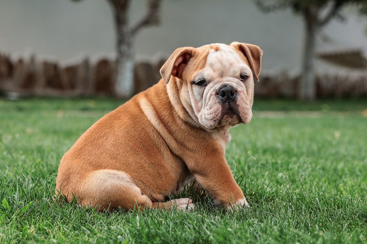 Bulldog Inglés relajado mirando hacia la cámara