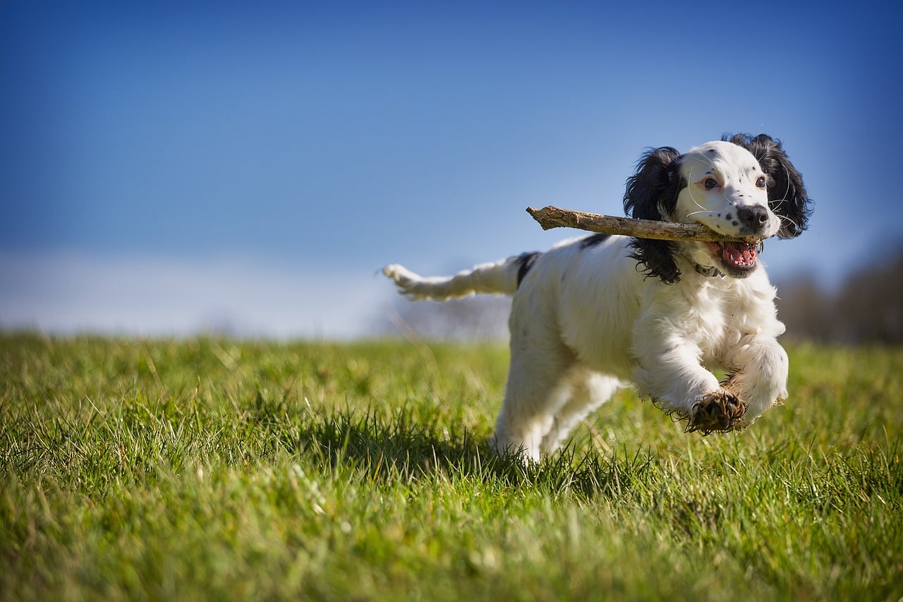 Cocker Spaniel corriendo con un palo en la boca