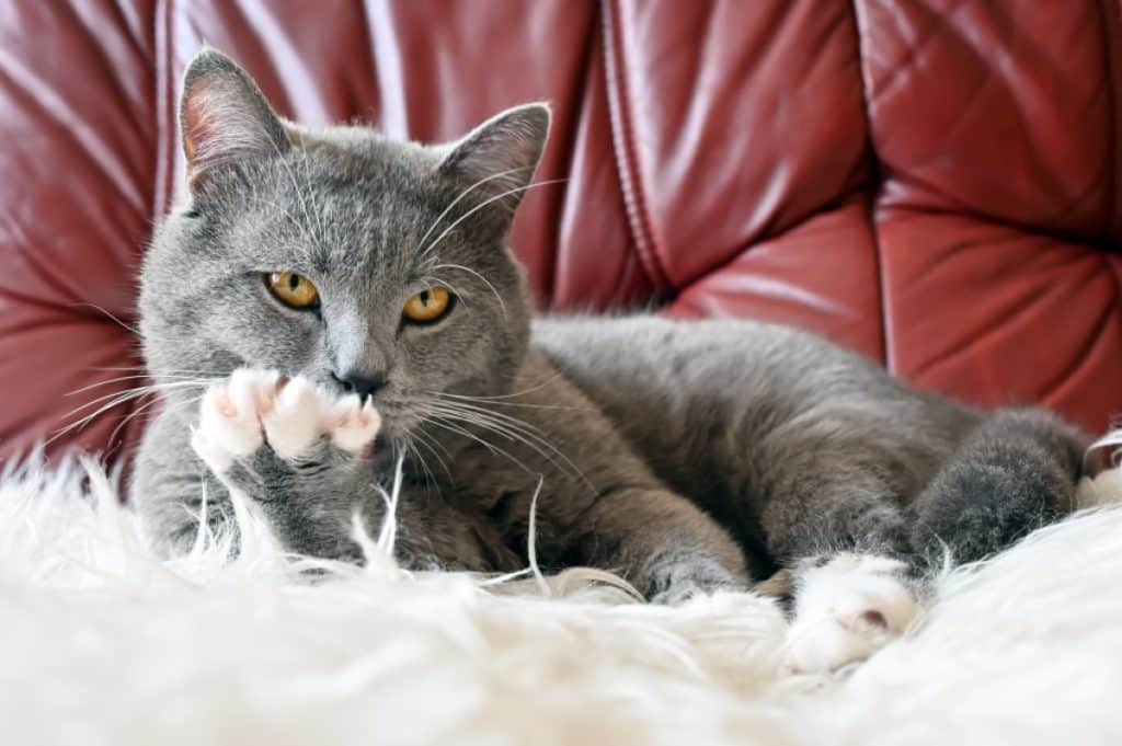 Gato gris limpiando su garra en sofá rojo