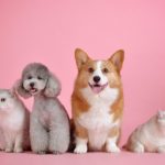 Dos gatos blancos y dos perros, un caniche y un corgi, posando juntos sobre un fondo rosa