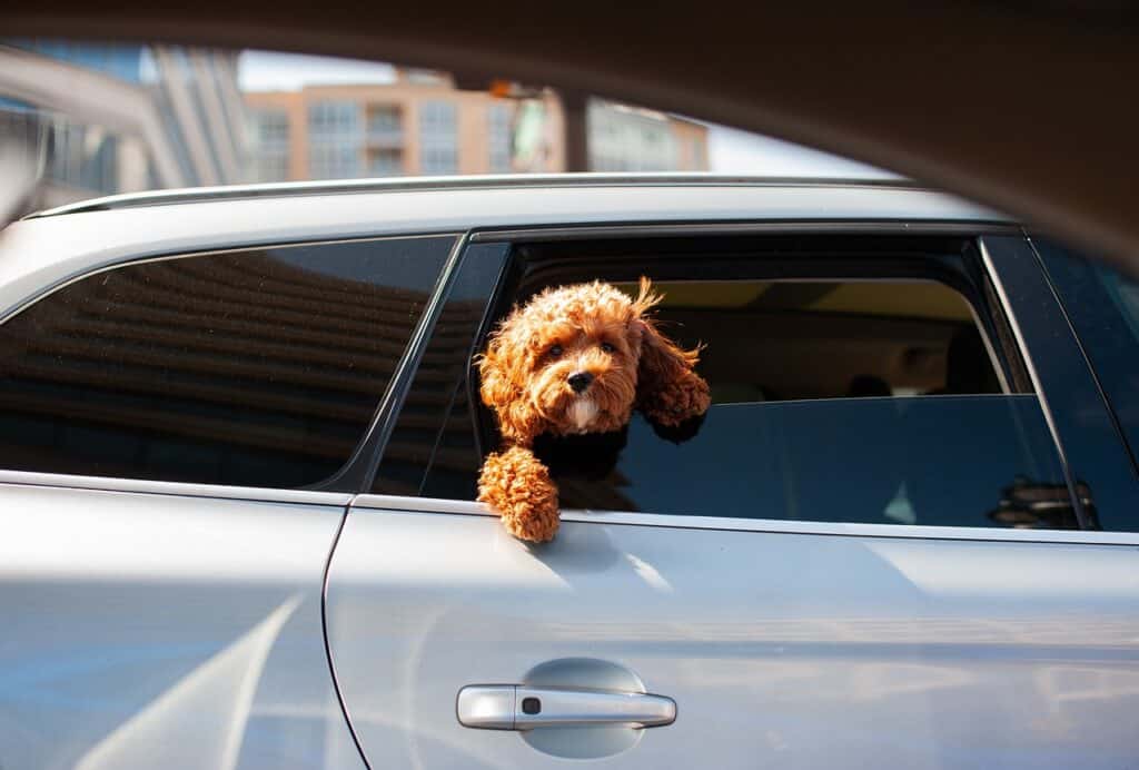 Perro de raza Cockapoo asomando la cabeza por la ventana de un coche en un día soleado, listo para viajar.