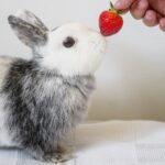 Un conejo gris y blanco recibiendo una fresa roja de la mano de una persona, destacando la importancia de una dieta balanceada para la salud dental de los conejos.
