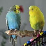 Dos periquitos, uno azul y otro amarillo, posados en una percha, con un fondo desenfocado que incluye otro ave.