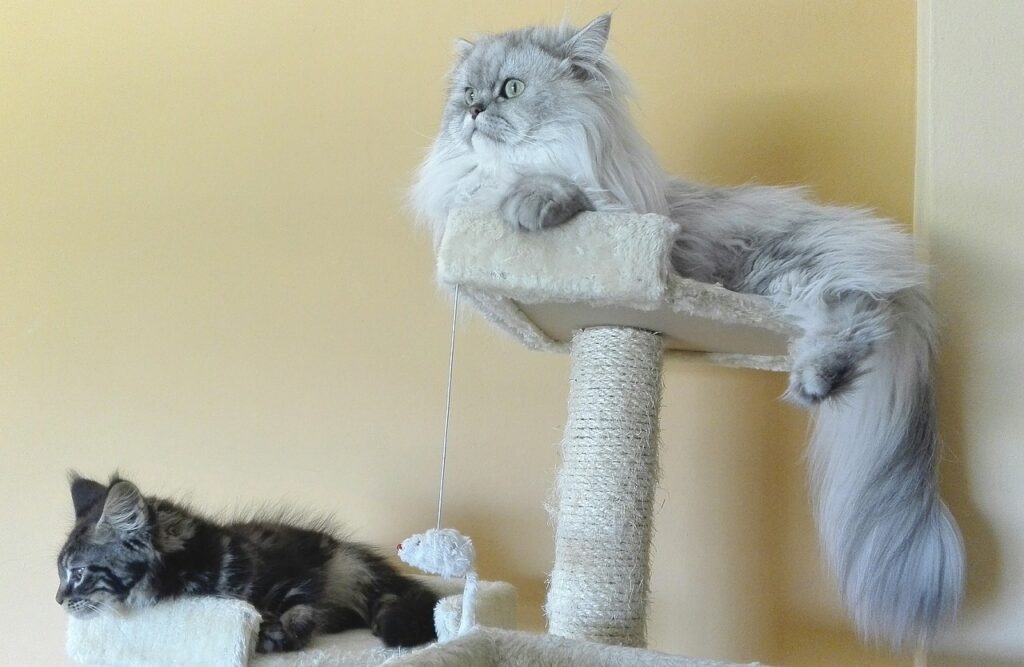 Dos gatos, uno durmiendo y otro observando, en distintos niveles de una torre de juego para gatos con postes rascadores.