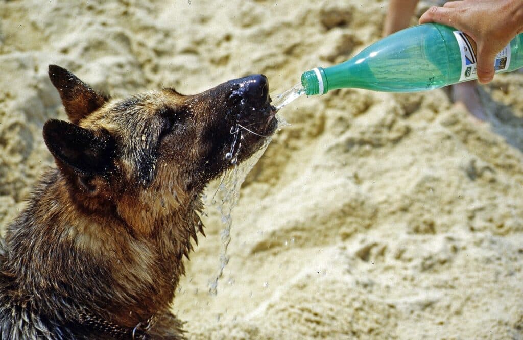 Un perro pastor alemán bebiendo agua de una botella en la playa para mantenerse hidratado en verano.