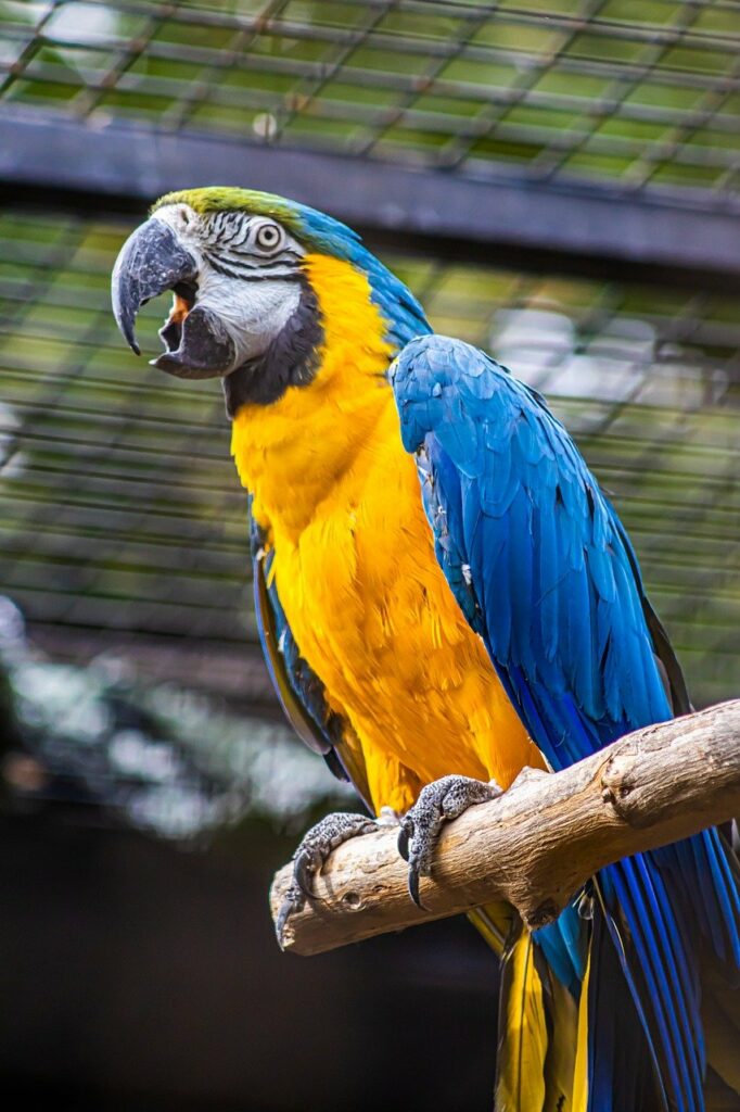 Loro guacamayo azul y amarillo posado en una percha dentro de una jaula