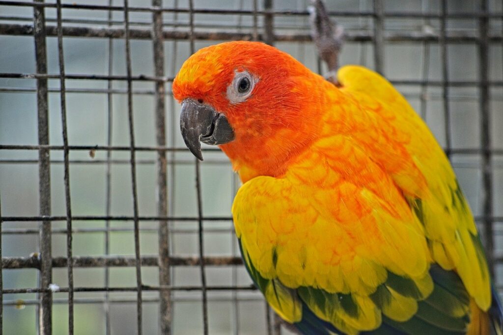 Loro en su jaula con colores vibrantes