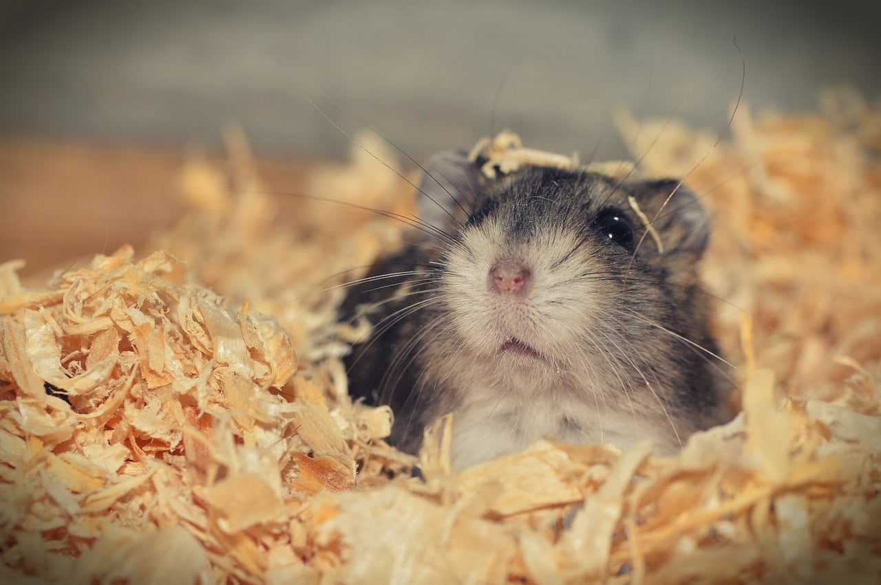Como Saber Si Un Hamster Esta Hibernando Cómo saber si tu hámster está hibernando o enfermo: señales y